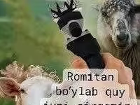 Қой, Қойлар — 1-сурет