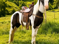 Hengst, Appaloosa — Foto 4