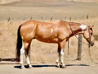 فرس, Quarter Horse — الصورة 2