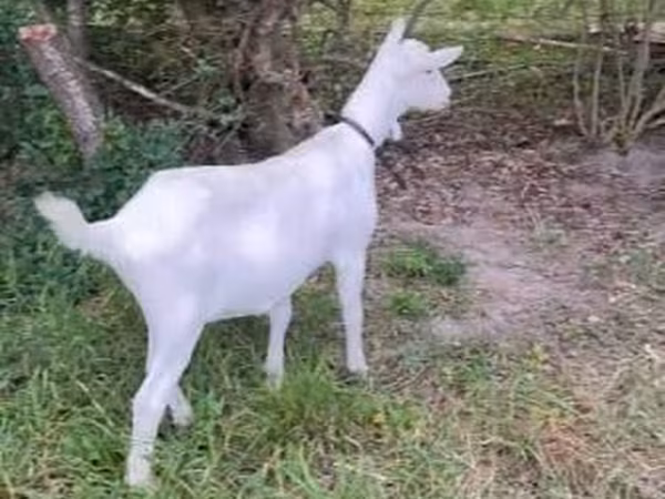 Cabra, Cabras