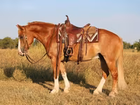 Hengst, Gypsy horse — Foto 3