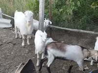 Taka, LaMancha goats — 3-rasm