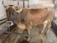 Sigir, Swiss cattle — 4-rasm