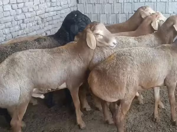 Кочкор, Эдильбай койу