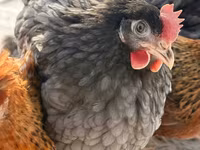 Chickens — 照片 3
