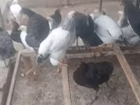 Chickens — Foto 8