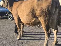 गाय, Simmental cattle — फ़ोटो 7