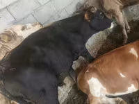 Bulle, Simmental cattle — Foto 5