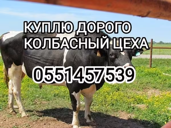 گاوهای هولشتاین