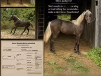 Stute, Rocky Mountain Horse — Foto 1