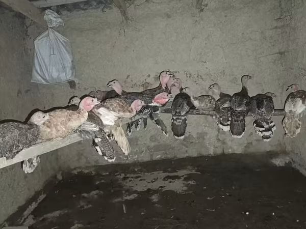 Индейкалар