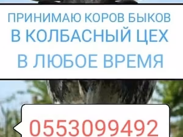 گاو