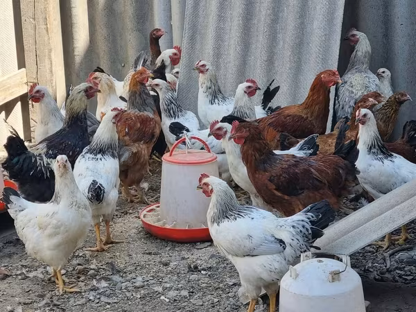 Chickens — Kirgisistan