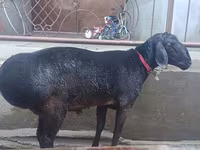 भेड़, भेड़ — फ़ोटो 2