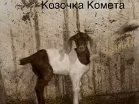 Эчки теке, Камори эчки — сүрөт 3