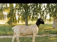 Кочкор, Эдильбай койу — сүрөт 6