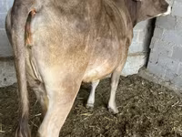 Cow, Swiss cattle — photo 2