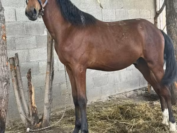 Caballo, Caballos