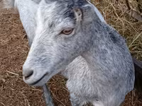 عنزة, Saanen goat — الصورة 5