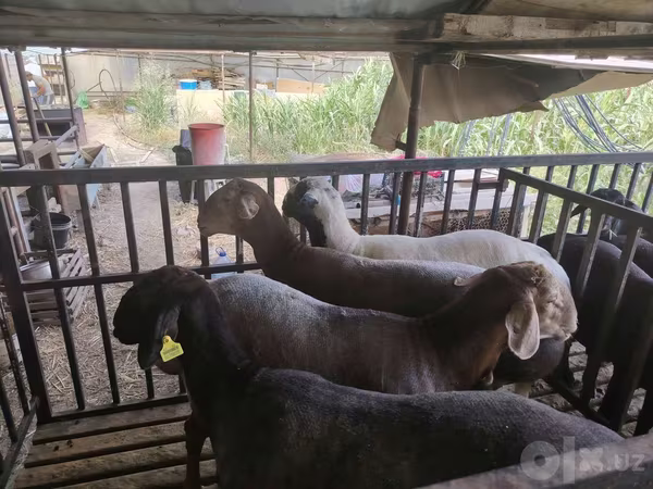 Кочкор, Койлор