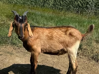 बकरा, Nubian Goat — फ़ोटो 1