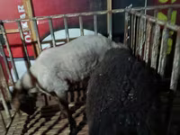 Qoʻchqor, Hissar sheep — 5-rasm