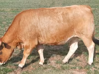 Уй, Каракул — сүрөт 4