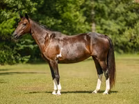 Бие, American paint horse — 4-сурет