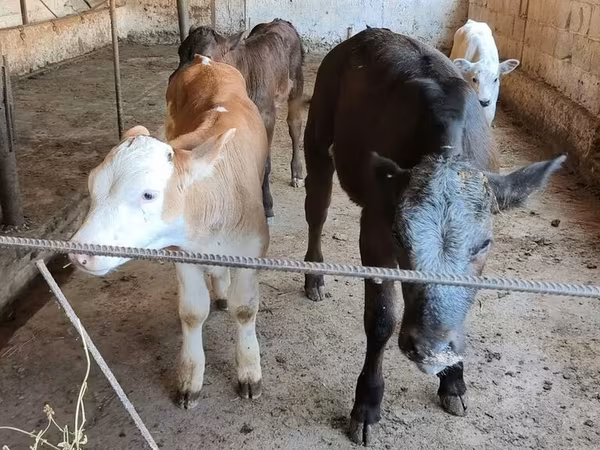 Belgian Blue