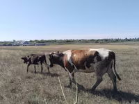Toro, Ganado vacuno — foto 1