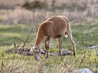 Qoʻchqor, Katum sheep — 5-rasm