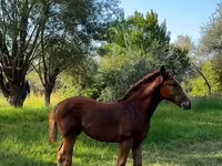 Yegua, Skyros Pony — foto 3