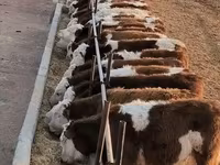 Cow, Cattle — photo 1