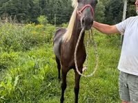Stute, Rocky Mountain Horse — Foto 4