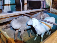 Carnero, Rhon sheep — foto 3