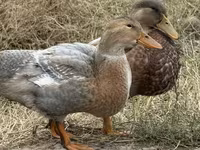 Ducks — foto 2
