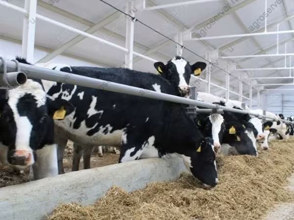 Kuh, Holstein-Rasse