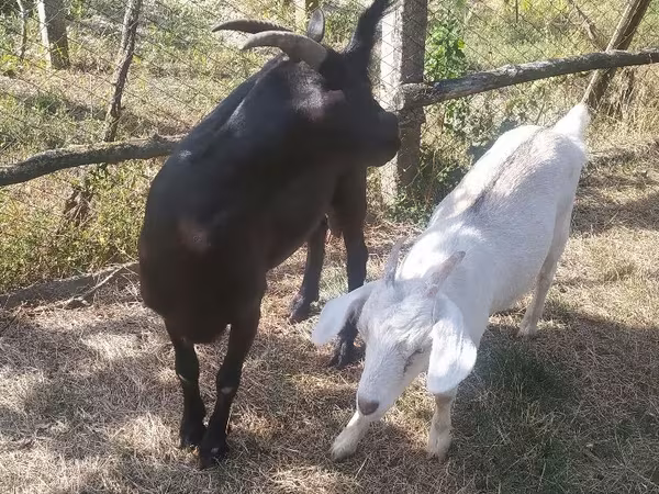 Echki, Echkilar