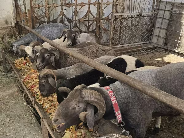 母羊, Sheep