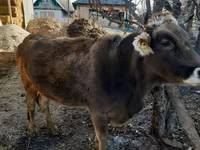 Kuh, Swiss cattle — Foto 8