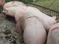 Boar, Крупная белая — photo 2
