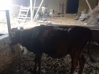 Vaca, Ganado vacuno — foto 6