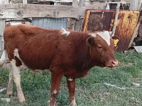 Vaca, Latvian Blue cattle