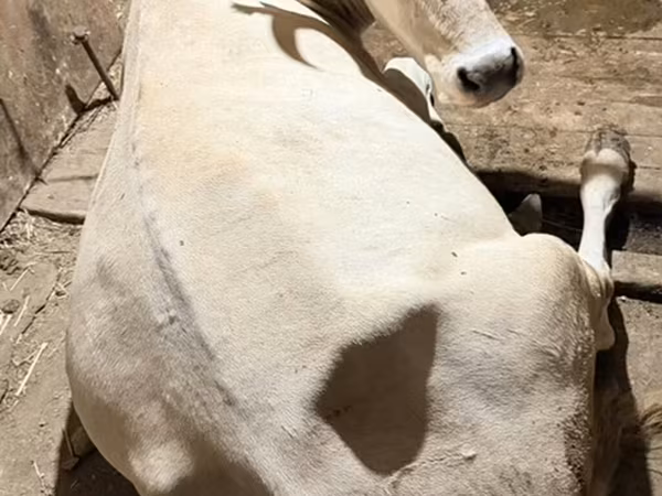 Ukrainian Brown Dairy Cattle
