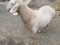 Qoʻchqor, Arashan sheep — 8-rasm