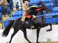 Hengst, Rocky Mountain Horse — Foto 2
