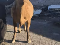 गाय, Simmental cattle — फ़ोटो 8