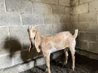 Goat, Nubian Goat — photo 1