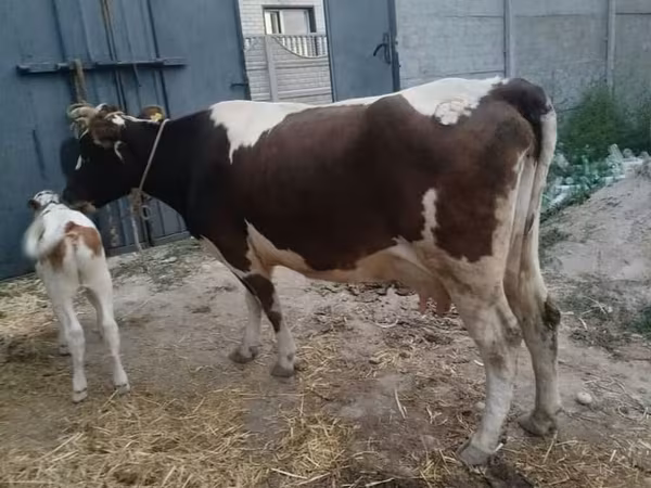 Уй, Швиц породу — Кыргызстан