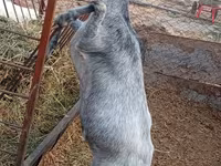 عنزة, Saanen goat — الصورة 4